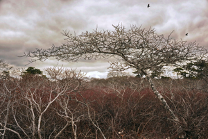 Nature Conservancy, Nantucket, 2012