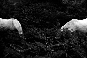 TWO WHITE HORSES