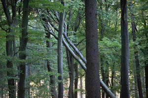AMONGST GIANTS 5