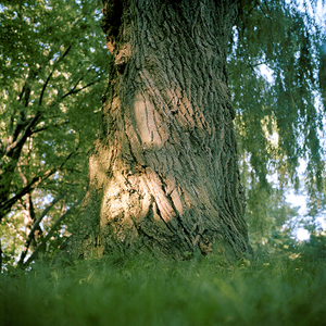 Tree #12 from Willow Series