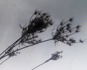 winterbloom - queen anne's lace