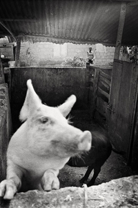 Butcher's pigs © Nicola Angelo Mangia