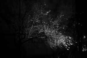 Night Breeze