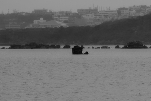 Drizzling Bay-09