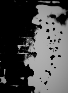 Metamorphosis 2