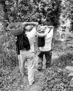 Harvesting cherries in the woods of Ischia Island