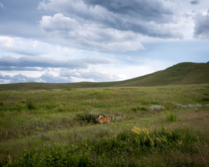 From the project, Wide Eyed © Jon Horvath