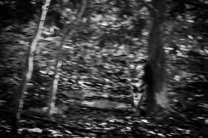 Human & Tiger Conflict