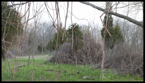 Point Peele Meadow
