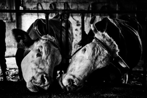 Animals