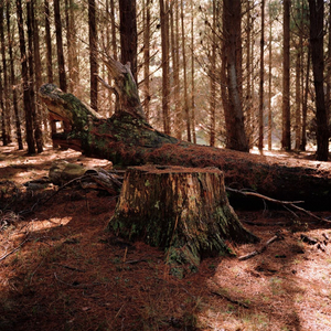 Pinus radiata, Radiata Pine © Murray Watson