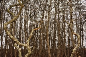 Tamaracks, Nature Conservancy, Nantucket, 2012