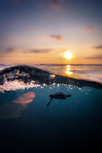 Sunset Swim