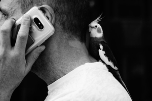 The His Master`s Voice
