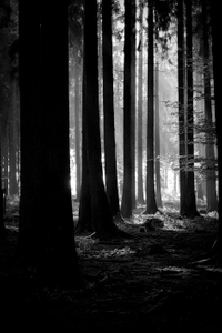 Woods of Dreams bow