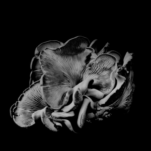 Oyster Mushroom 21