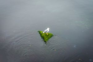 This is not a Seagull Photo. 