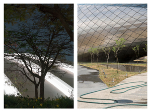 Luminous house & Young trees