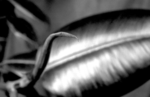 The remarkable resilience of a rubber plant - Proboscis