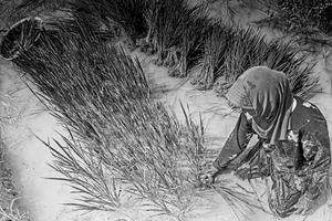 Rice plants Preparation for planting
