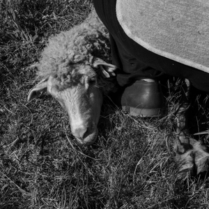 The sheeps waits patiently for the task to be accomplished