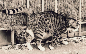 Stray Cats_16