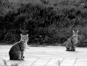 Observing social distance