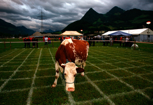 Loto bouse; cow shit bingo, Estavannens.