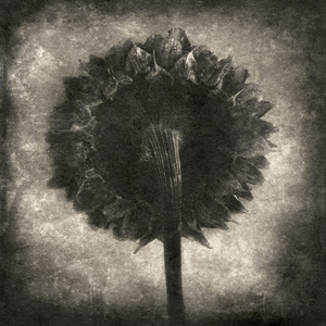 sunflower© Gary
