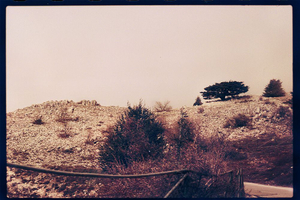 Cedars