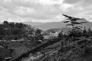 El Arbol