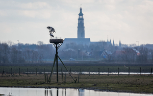 storks in Middelburg