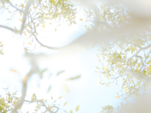 Trees | This project was borne, not from an artist's statement but from the inspiration of the passage entitled 'Trees' from "Wandering" by Herman Hesse. © Matthew Arnold