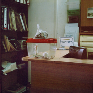 Rats for petting, secretary office