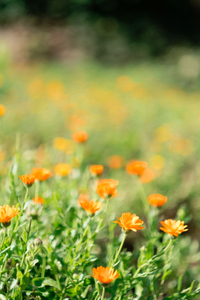 Calendulas = Marigold fields (edible flowers)