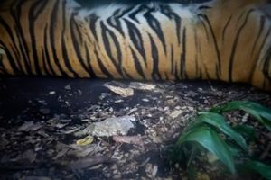 CAPTIVITY