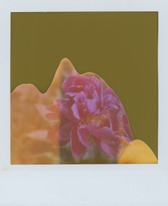 Peony Corner