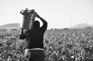 Susana in a chile field. © Joseph Sorrentino