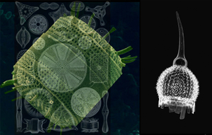 OIL-A History Of/Microorganism 01