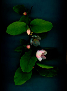 Quince Blossom 3