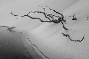 Dead trees at Lençois Maranhenses National Park