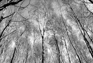 Lungs of the World