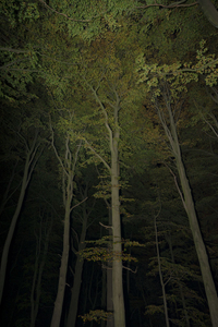 Round wood