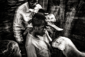 Olton Berkel and his kids bringing in a sick lamb, it was born that morning and died in the night