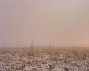 Snow on Burnt Ground