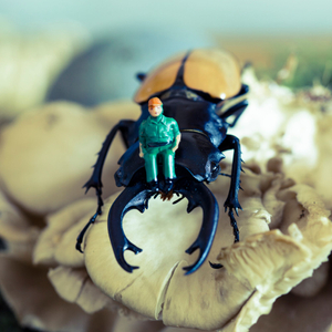 Delivery Guy on Oyster Mushroom