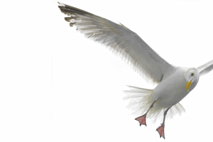 When Doves Cry