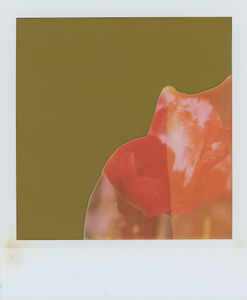 Red Poppy 01