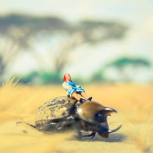Rhino Beetle in Desert
