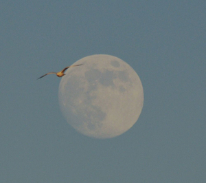 Luna Nuova